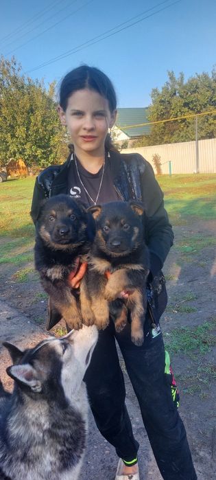 Продаюця цуценята німецької вівчарки