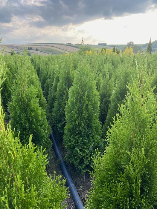 Tuja Szmaragd 110-120cm PRODUCENT*DOWOZIMY*SADZIMY(tuje,thuja,thuje)