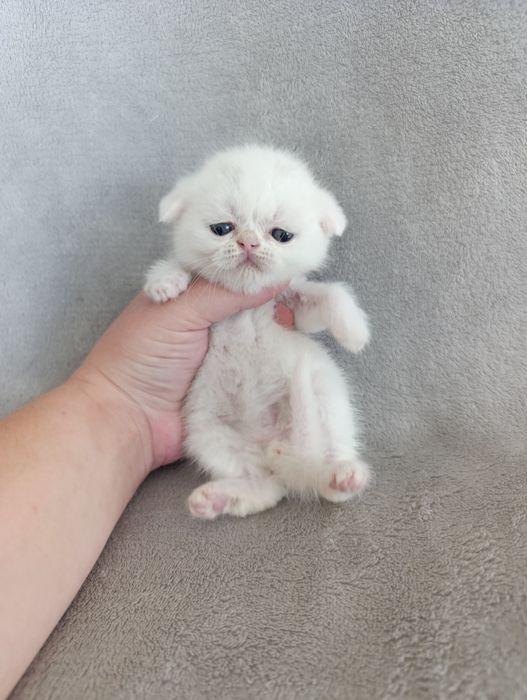 Скоттиш фолд белый шотланец британский шотланский котята котёнок кот