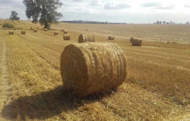 Słoma bele 120 pszenica ,pszenżyto