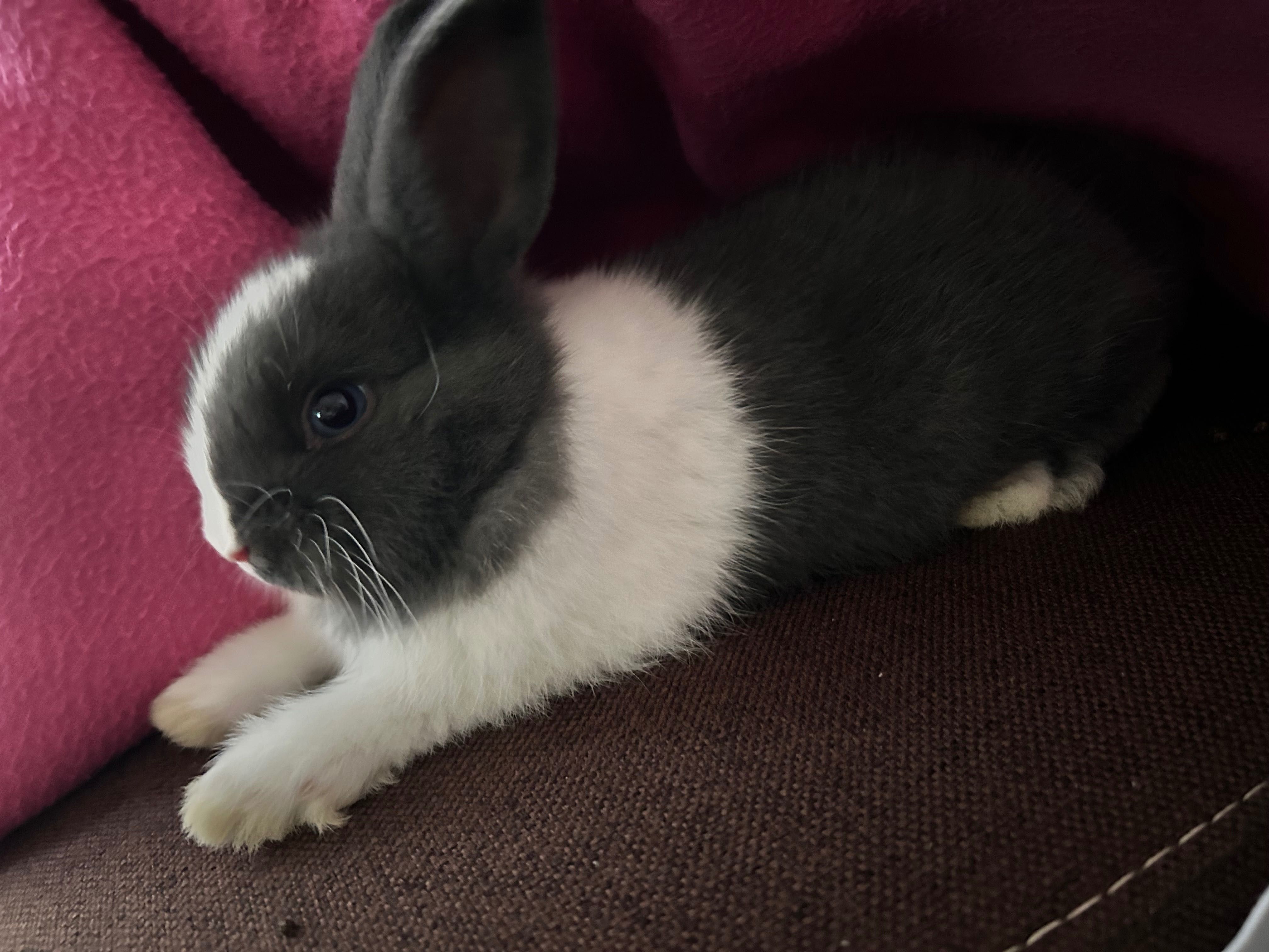 Coelho macho com 2 meses