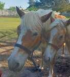 Klacz i ogier rasy haflinger