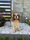 Cavalier King Charles Spaniel