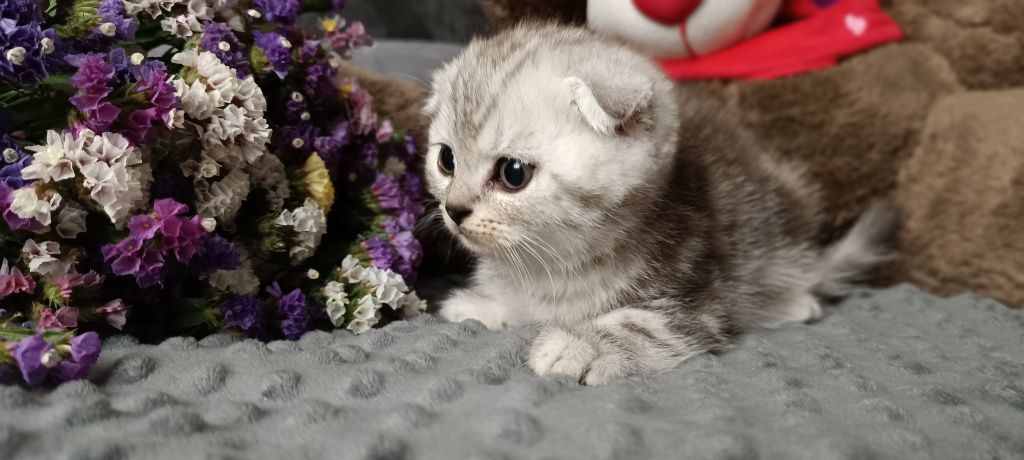 Котята шотладнцы, последний мальчик