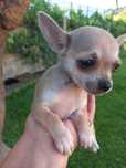Chihuahua Miniatura