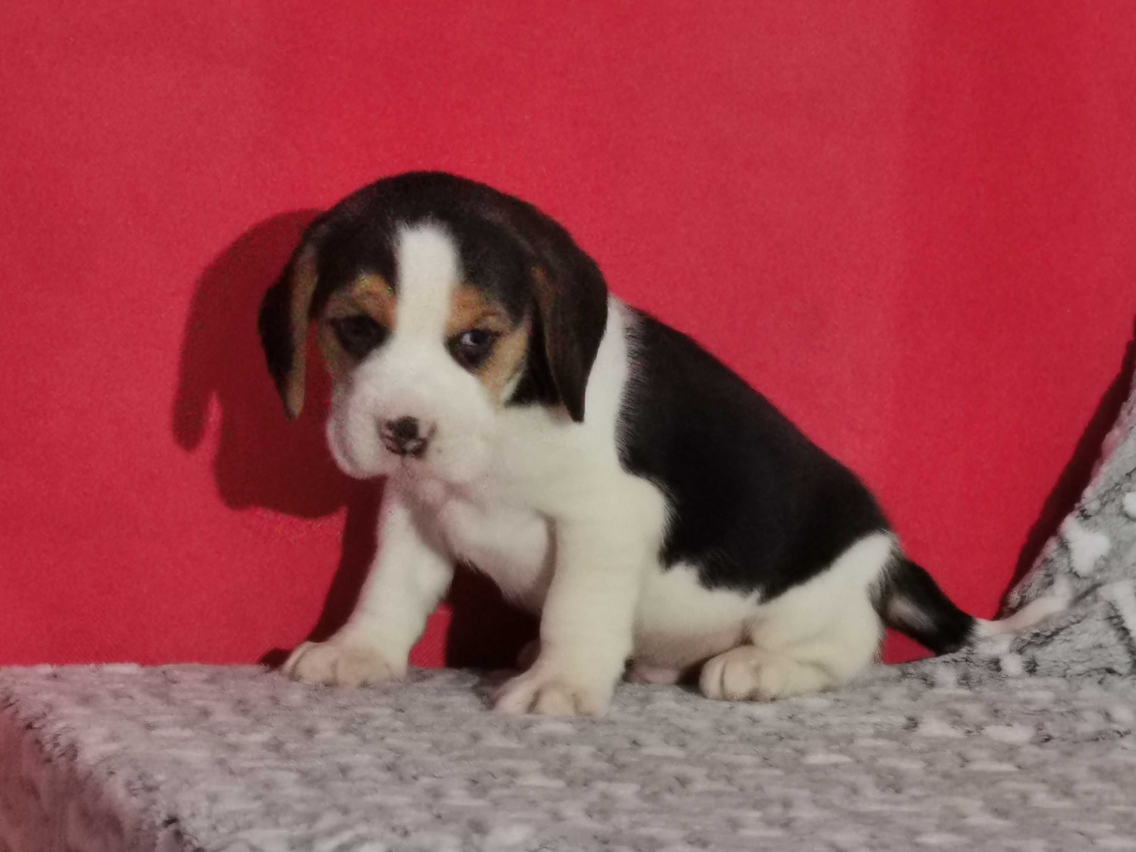 Beagle  urocza suczka