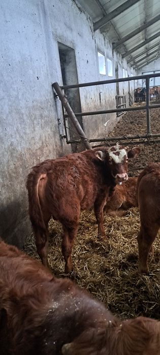 Odsadki limousine hereford byczki jałówka