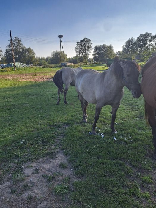 Klacze konika polskiego