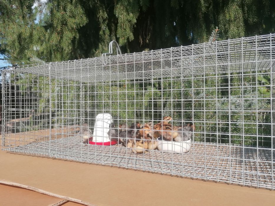 Klatki hodowlane dla drobiu, królików, gołębi, przepiórek.