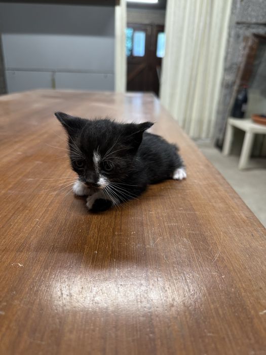 6 Gatinhos para adoçao