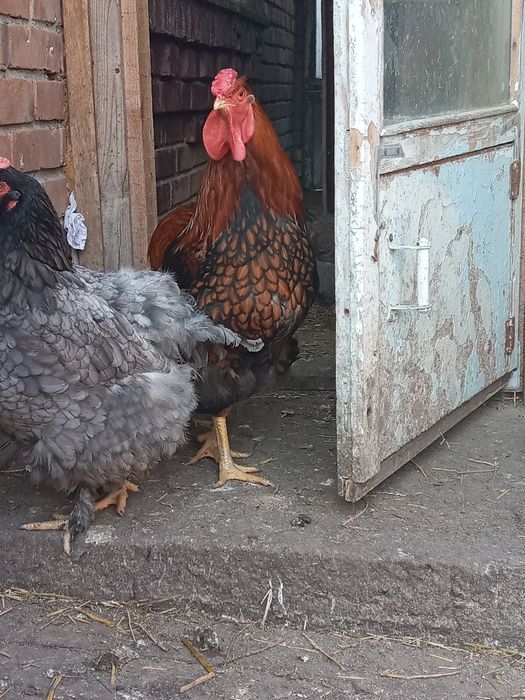 Інкубаційне яйце курей