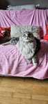 Fionka Hodowla MaineCoon CatsMyLove