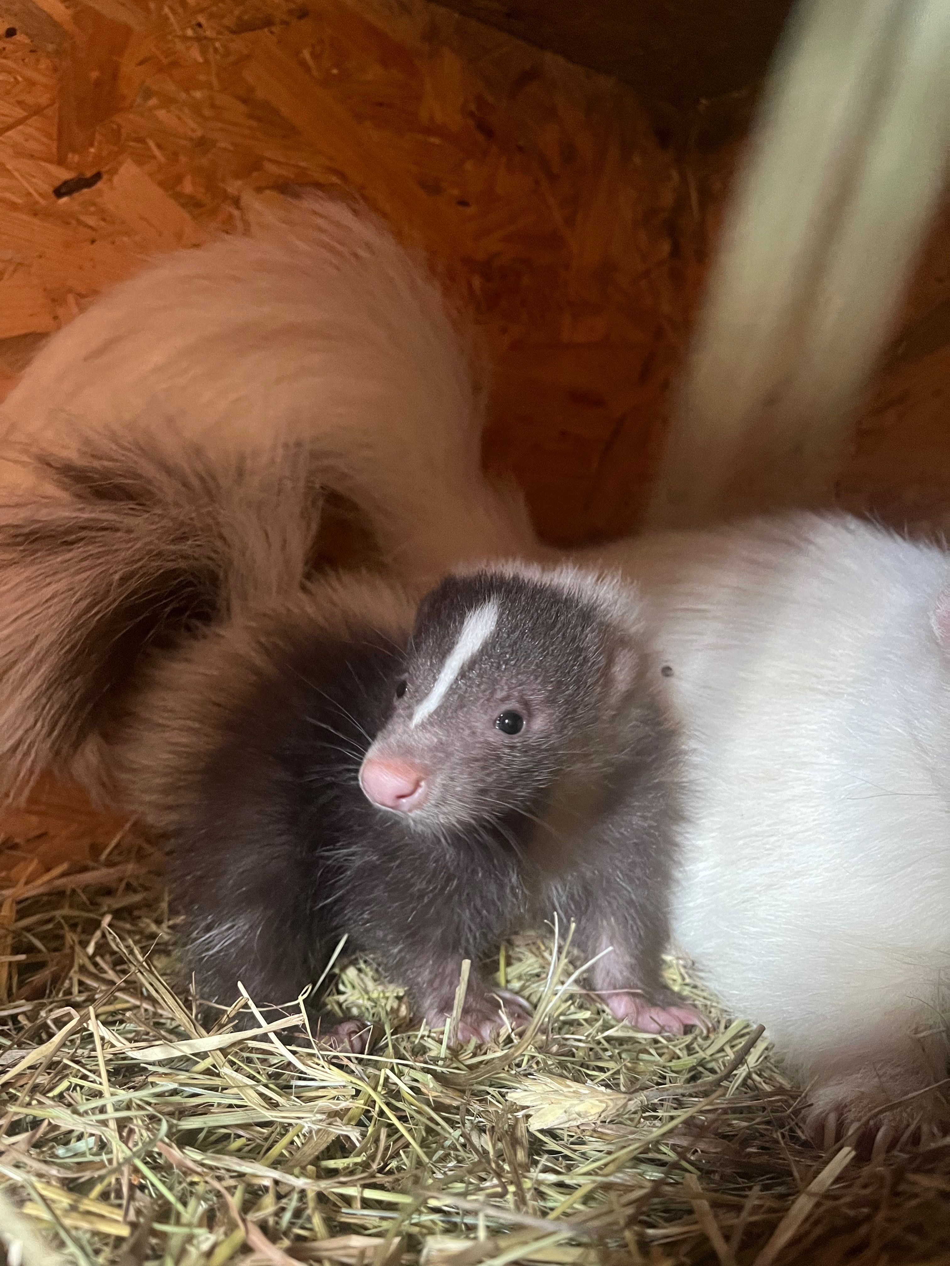 skunksy ostatni brązowy samiec młody oswojony samodzielny