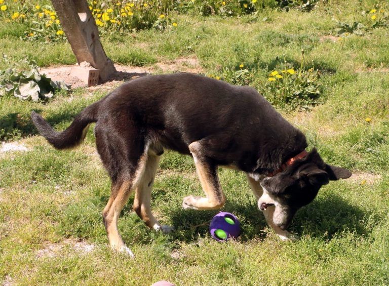 Mega przyjacielski kochany Haker adopcja