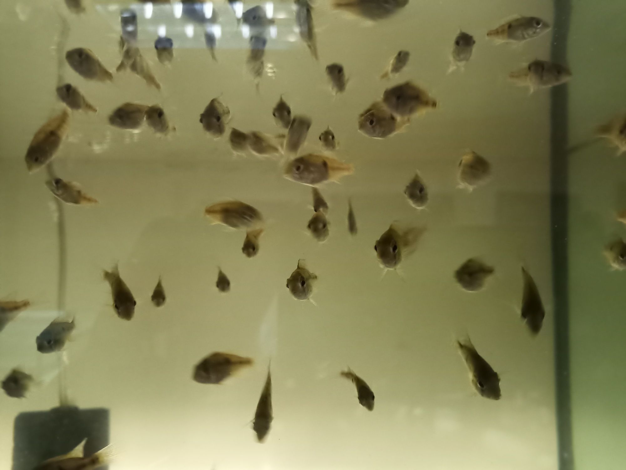Ziemiojad brazylijski geophagus brasilensis