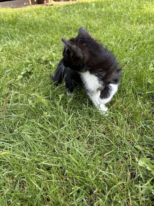 Kociaczki do adopcji