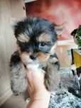 Yorkshire terrier