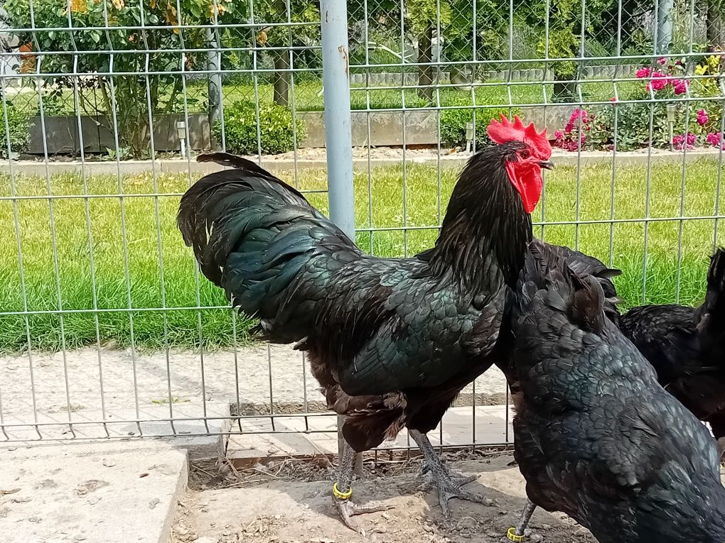 Jaja lęgowe kur Australorp czarny