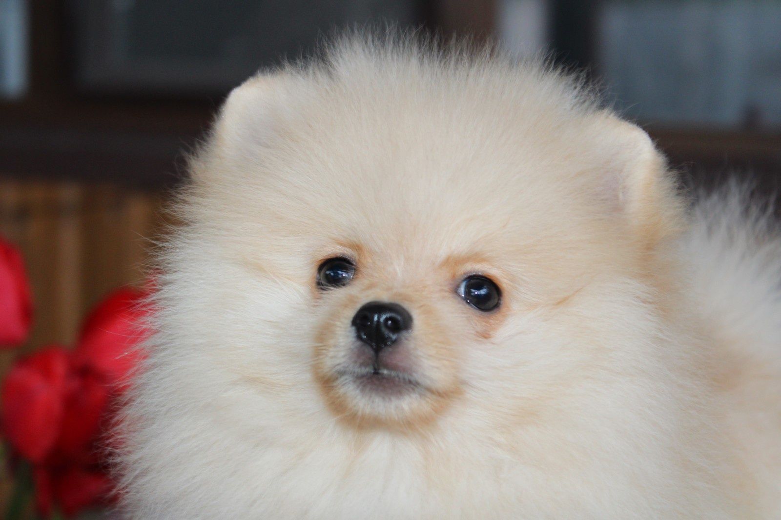 Pomeranian male Teddy! FCI/КСУ kennel Померанський шпіц хлопчик Тедді!