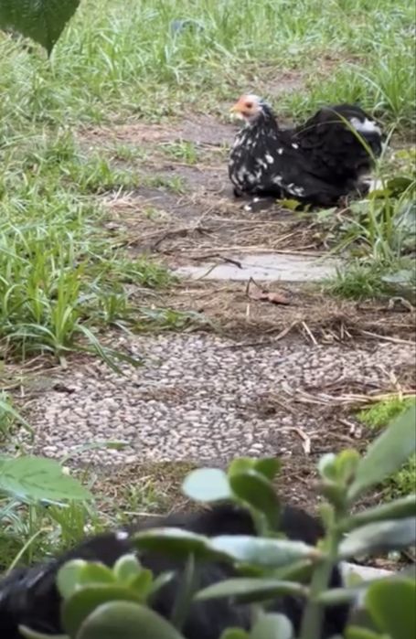 Casal Pekins Black Mottled