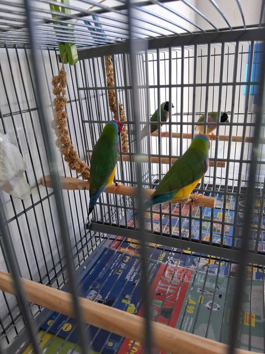 Diamantes gould 2025 , Bengalins  e Mandarins
