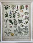 Gobelin na płótnie HD/Botanical - Nature, Plantes Veneneuse