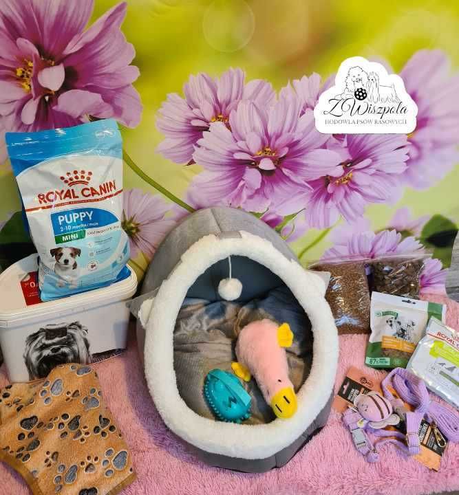 suczka pudel miniaturowy do odbioru od 20 lipca