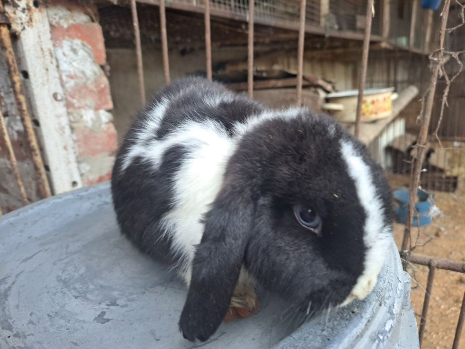 Baranek miniaturowy baranki miniaturki miniaturowe karzelki mini lop