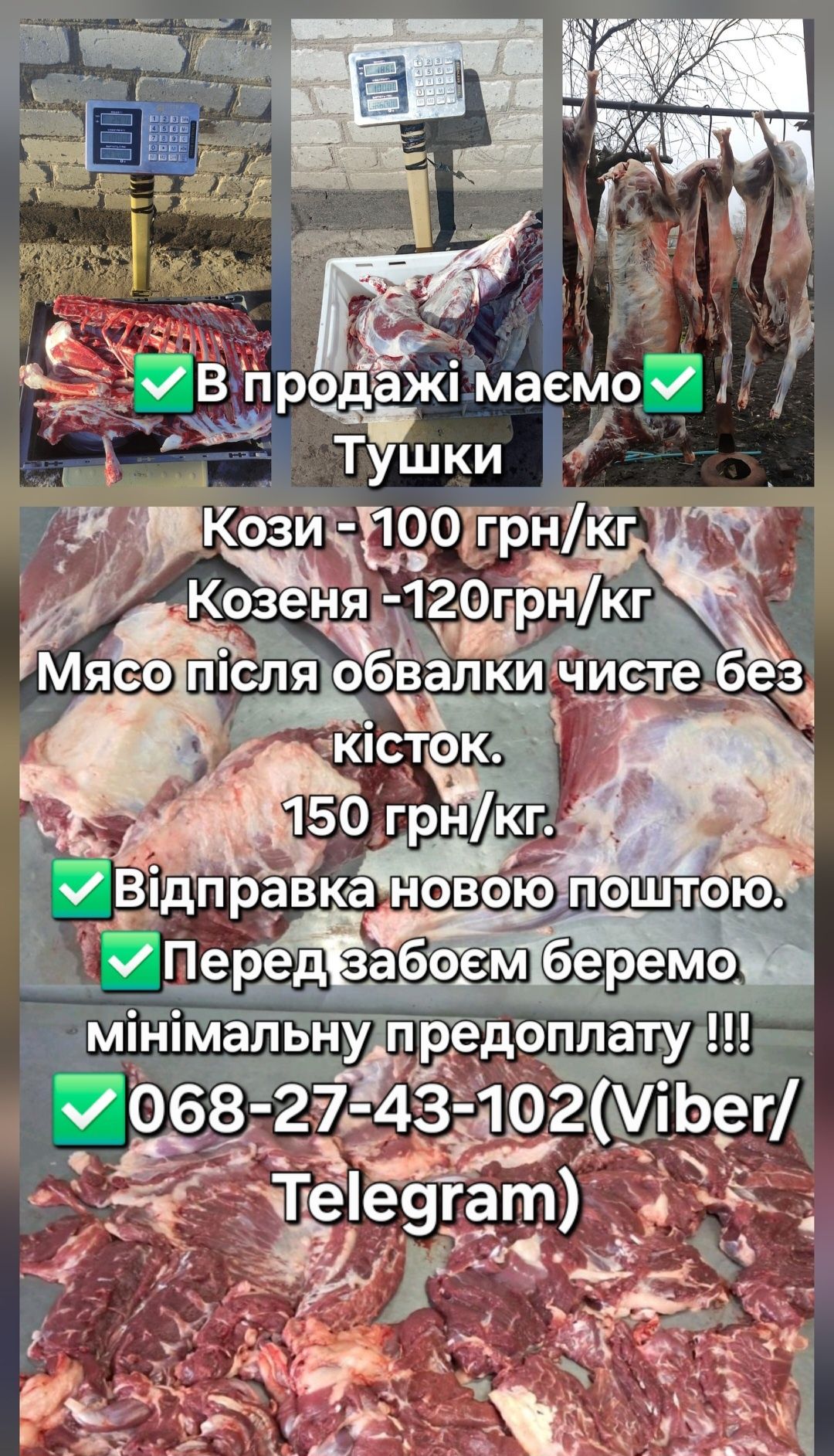 Тушка козеня, коза, козлятина, ягнятина, баранина.