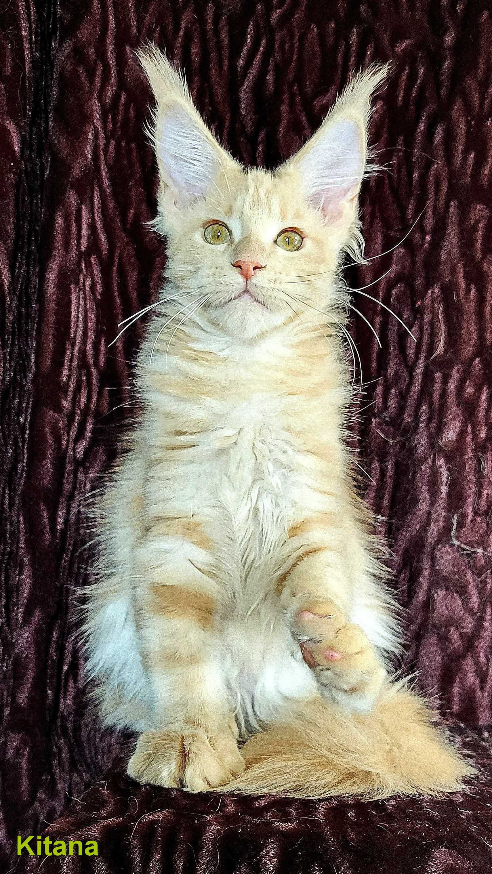 Шикарные котята из питомника