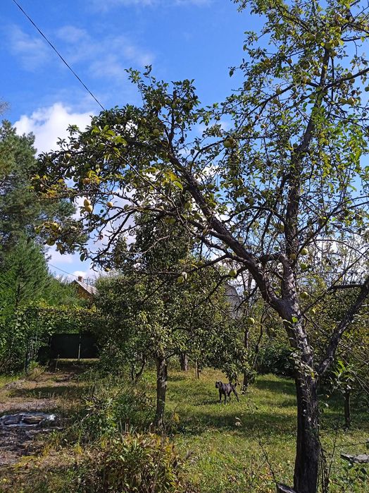 Продаю дачу Соколовський масив