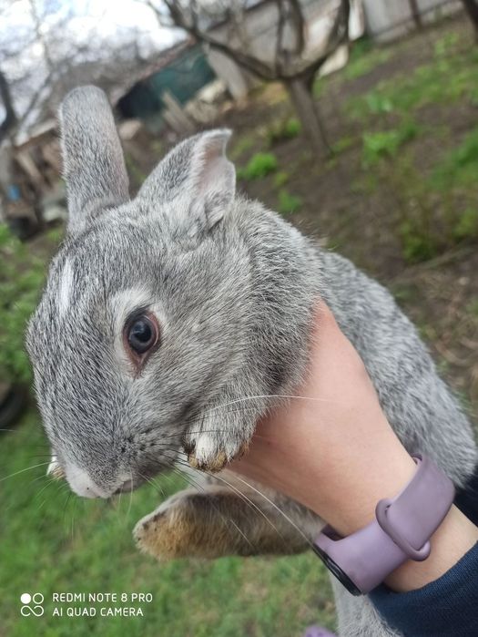 Продам кроликов.