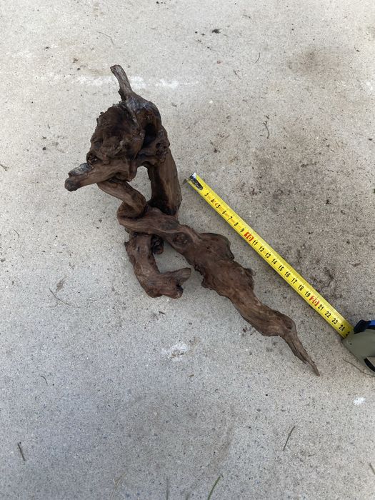 Korzeń mangrowca rozmiar M
