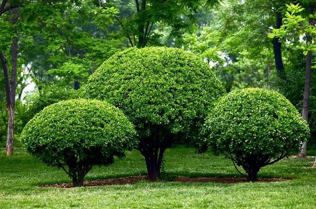 Pielęgnacja i zakładanie ogrodów koszenie traw nawadnie wycinka drzew