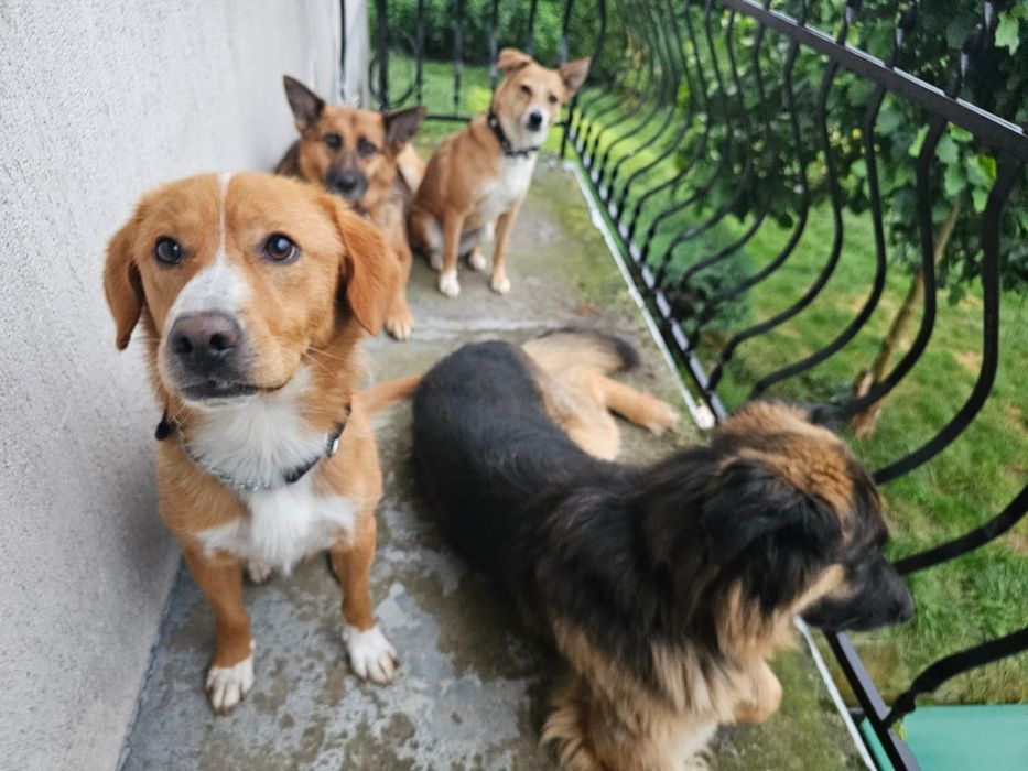 Roczny Beniu szuka domu