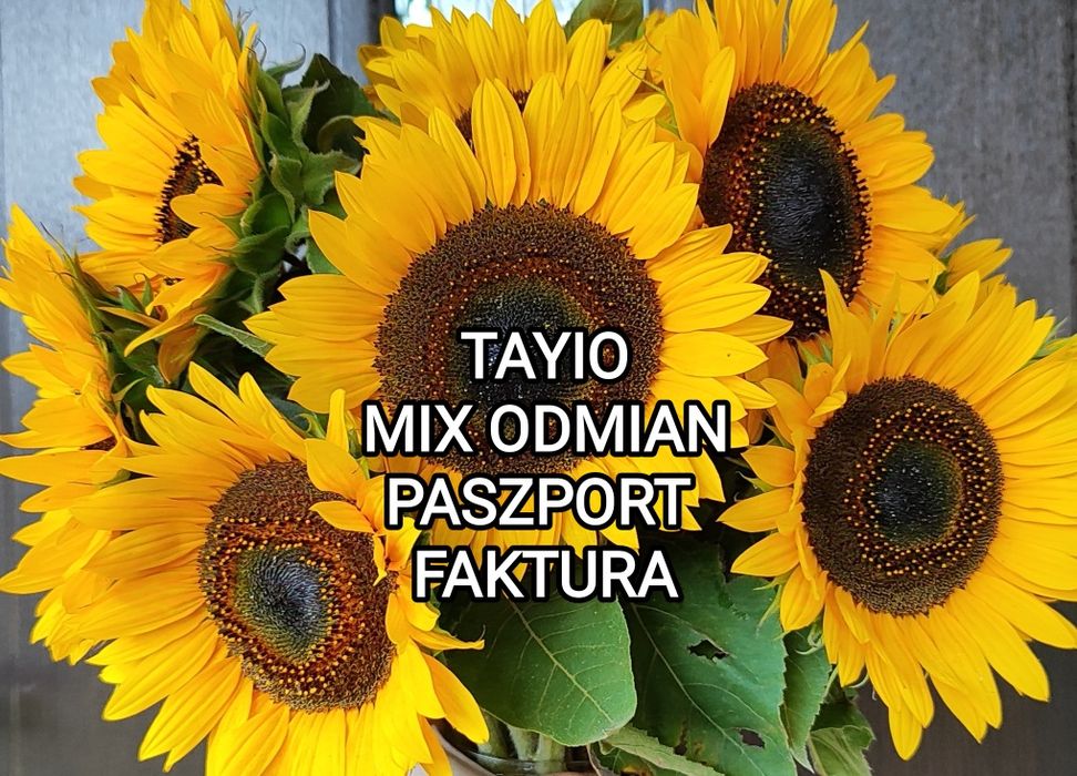 F-RA PASZPORT Słonecznik ozdobny nasiona TAYIO MIX ODMIAN