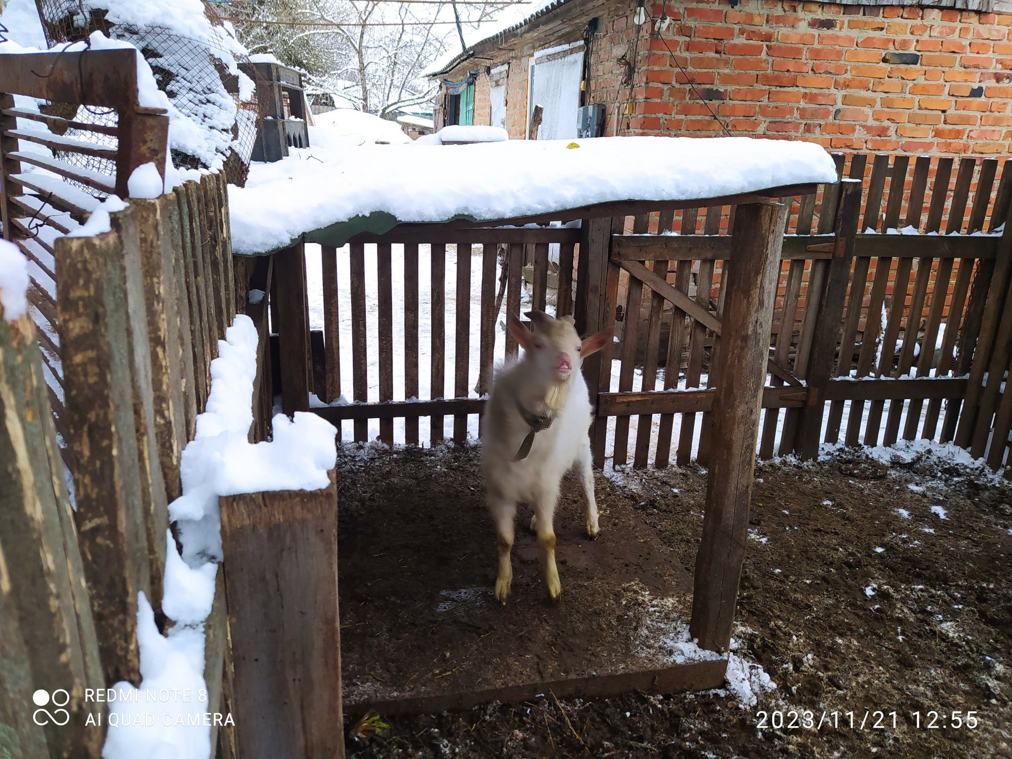 Козел,ЦАП зааненський