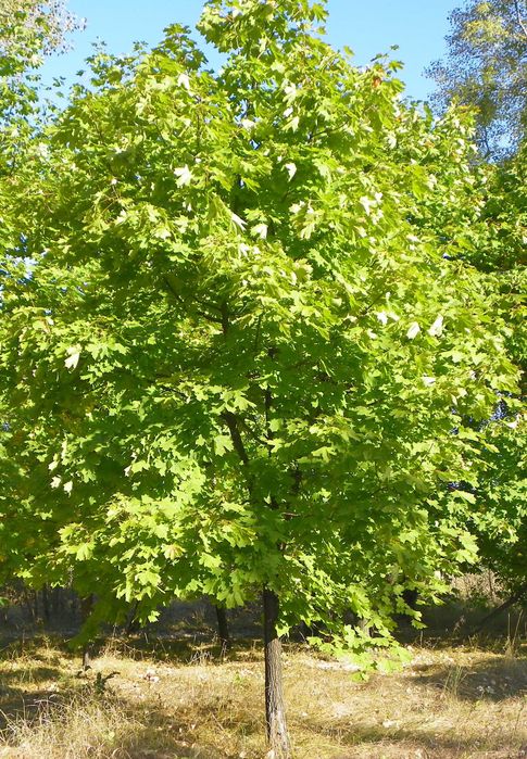Саженцы сосны,ели,берёзы,дуба,клена,ясеня,граба,барбариса,тёрна