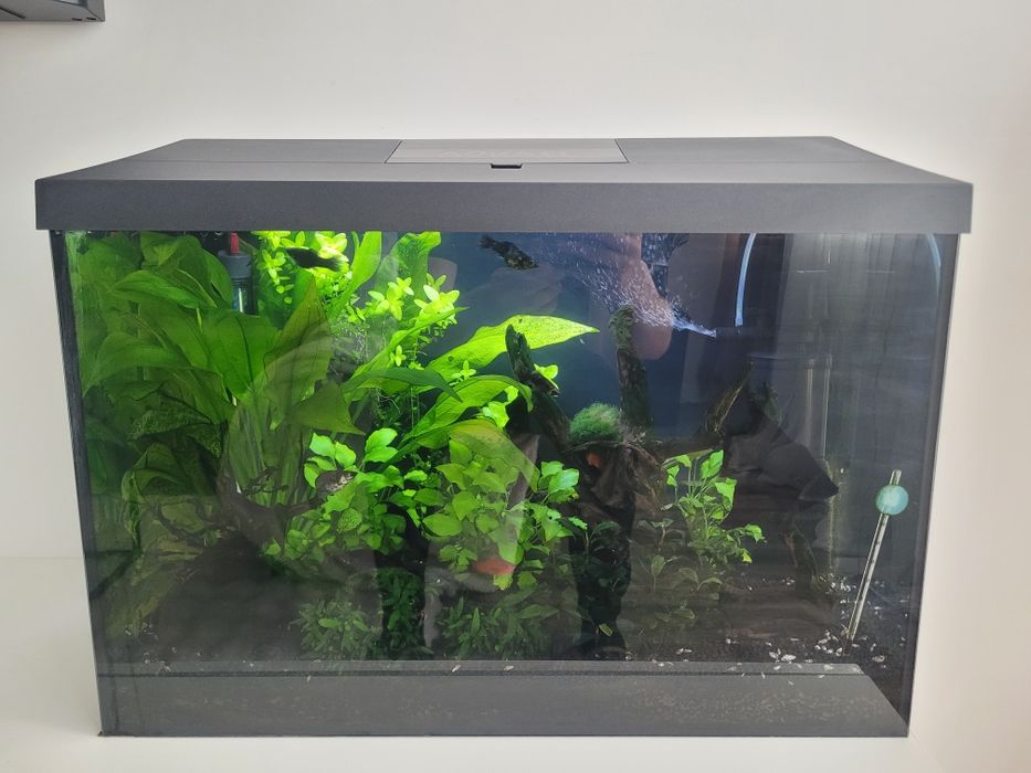 Akwarium AQUAEL 72l z życiem