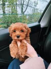 Maltipoo f1 brown