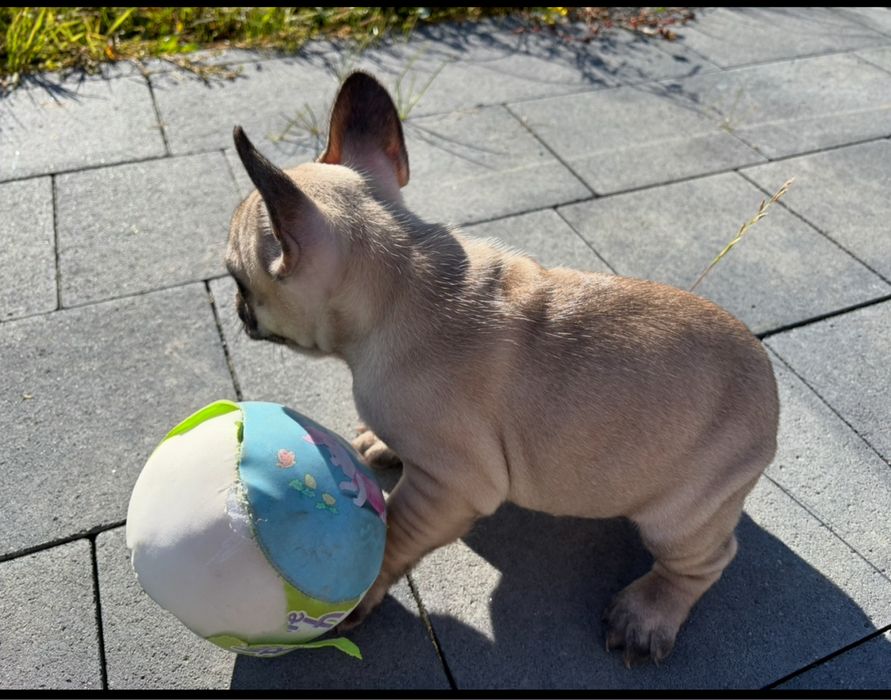 bulfog francuski ZKwP FCI suczka