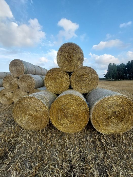 Słoma owsiana ,pszeniczna ,pszenżytnia