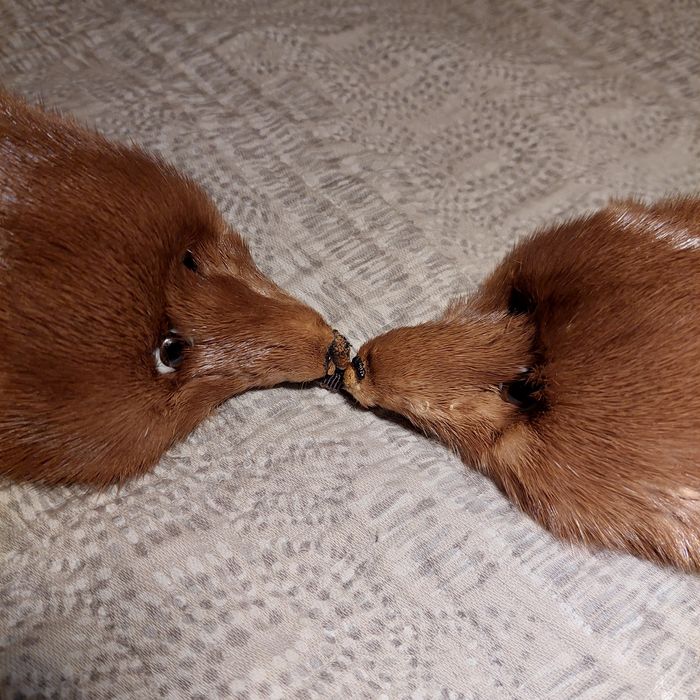 Estola de raposa muito bela