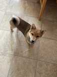 Szczeniak Shiba Inu