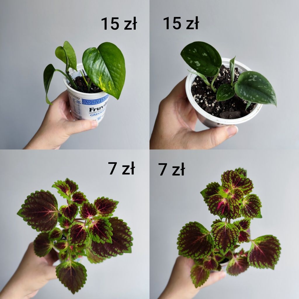 Koleus, filodendron, scindapsus, epipremnum i inne rośliny