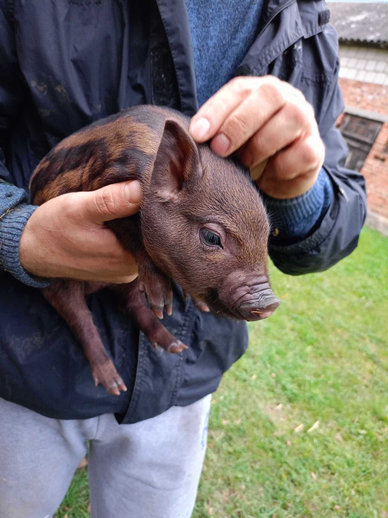 Świnki wietnamskie
