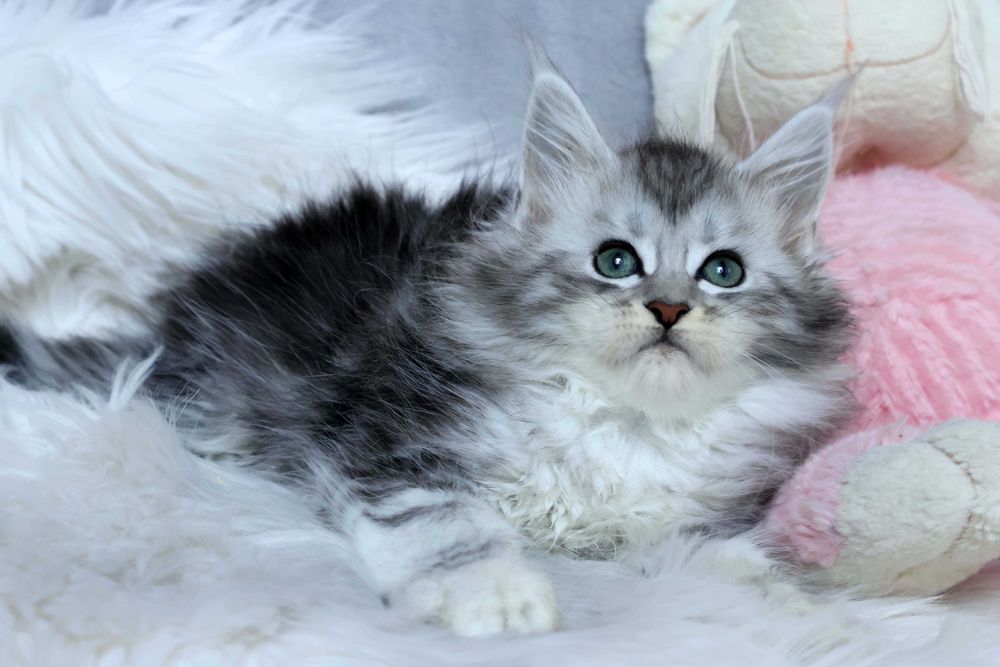 Allure koteczka  Maine coon
