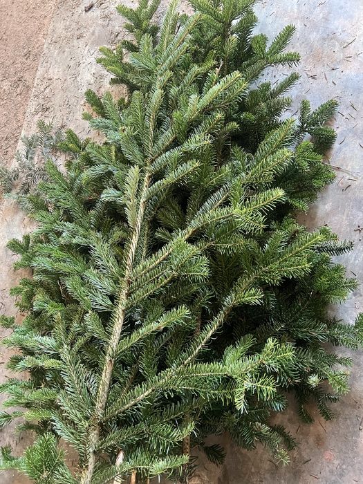 Гілки ялинки густі хвоя