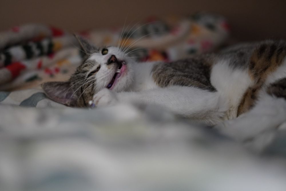 Juleczka- dorosła kotka wielkości kociaka szuka cierpliwego domu