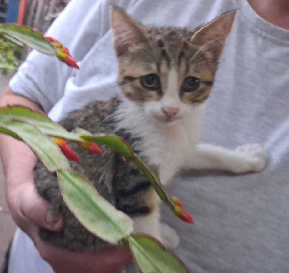!!Гарнюні котодіточки шукають родину!!